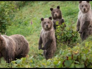 Vyhlásenie mimoriadnej situácie spôsobenej zvýšeným rizikom možného výskytu medveďa hnedého 1