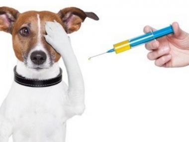 Očkovanie psov proti besnote - 16. septembra 2023 1